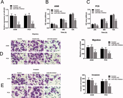Figure 2. miR-492 inhibitor suppresses cell proliferation, migration and invasion of NSCLC cells. (A) After transfection with miR-492 inhibitors, miR-492 expression levels in A549 and PC9 cell lines decreased compared with inhibitor NC (all p < .001). (B, C) Silencing of miR-492 suppressed cell proliferation in A549 and PC9 cell lines compared with inhibitor NC, and the difference gradually became significant with time (48 h: all p < .01; 72 h: all p < .001). (D, E) Silencing of miR-492 significantly inhibited cell migration and invasion in A549 and PC9 cell lines compared with inhibitor NC. Transwell images observed by inverted microscopy showed that the number of cell migration and invasion was the least in A549 and pC9 cells transfected with miR-492 inhibitor (all p < .001) (**p < .01; ***p < .001).