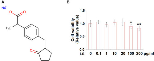 Figure 1 (A) Molecular structure of Loxoprofen sodium. (B) Cytotoxicity of Loxoprofen. Cells were treated with Loxoprofen sodium (0, 0.1, 1, 10, 20, 100, 200 μg/mL) for 24 hours. Cell viability was measured using MTT assay (N=3, *, **, P<0.05, 0.01 vs vehicle group).
