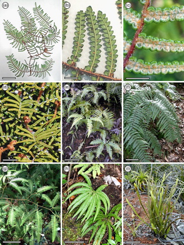 Figure 4. Extant Gleicheniaceae exemplars for comparison with the fossil foliage at Landslip Hill. Photographs: J. G. Conran unless indicated. a–b, Gleichenia microphylla R.Br.; c, Gleichenia dicarpa R.Br.; d, Gleichenia alpina R.Br.; e, Dicranopteris linearis (Burm.f.) Underw. Photograph: F. Xaver, https://en.wikipedia.org/wiki/Dicranopteris#/media/File:Dicranopteris_linearis_1.jpg (CC BY-SA 3.0); f, Diplopterygium pinnatum (Kunze) Nakai. Photograph: Kenpei, https://en.wikipedia.org/wiki/Gleicheniaceae#/media/File:Diplopterygium_pinnatum1.jpg, GFDL,Creative Commons Attribution ShareAlike 2.1 Japan License (CC BY-SA 3.0); g, Gleichenella pectinata (Willd.) Ching. Photograph: Acuaa, https://commons.wikimedia.org/wiki/File:Gleichenella_pectinata_amr-1874_%286%29.JPG, Creative Commons Attribution-Share Alike 3.0 Unported; h, Sticherus cunninghamii (Heward ex Hook.) Ching; i, Stromatopteris moniliformis. Photograph: G. Gâteblé, used with permission. Scale bars: a, I = 5 cm; b–c = 5 mm; d = 2 cm; e–h = 10 cm.