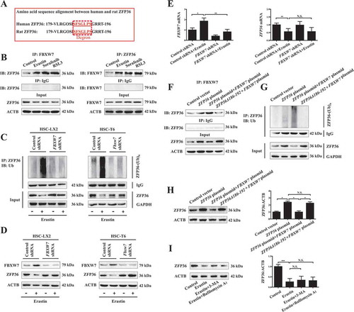 Figure 2. The ubiquitin ligase FBXW7 decreases ZFP36 protein expression by recognizing SFSGLPS motif. (A) Amino acid sequence alignment between human and rat ZFP36 protein was determined. (B) HSC-LX2 cells were treated with erastin (10 μM), sorafenib (10 μM), and RSL3 (2.5 μM) for 24 h. The binding of ZFP36 and FBXW7 was determined by immunoprecipitation assay (n = 3 in every group). (C and D) FBXW7-deficient HSC-LX2 and HSC-T6 cells were treated with erastin (10 μM) for 24 h. The ubiquitylation of ZFP36 and the protein levels of ZFP36 and FBXW7 were determined (n = 3 in every group). (E) FBXW7-deficient HSC-LX2 cells were treated with erastin (10 μM) for 24 h. the mRNA levels of ZFP36 and FBXW7 were determined (n = 3 in every group, *, p < 0.05, **, p < 0.01, N.S., not significant). (F-H) HSC-LX2 cells were stably transferred with ZFP36 Δ186-192 plasmid, ZFP36 plasmid, or FBXW7 plasmid, and then were treated with erastin (10 μM) for 24 h. The binding of ZFP36 and FBXW7, the ubiquitylation of ZFP36, and the protein levels of ZFP36 were determined (n = 3 in every group, *, p < 0.05, N.S., not significant). (I) HSC-LX2 cells were treated with erastin (10 μM) with or without autophagy inhibitors (3-MA, 10 mM; bafilomycin A1, 5 nM) for 24 h. The protein levels of ZFP36 were determined (n = 3 in every group, ***, p < 0.001, N.S., not significant).