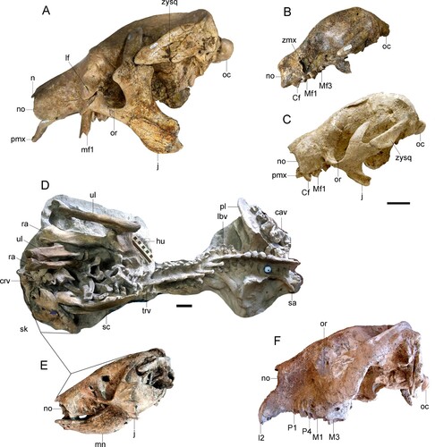 FIGURE 5. Ground sloths and Toxodontidae from Espinar. A, cf. Megatheriops rectidens, skull (MUESP 10) in left lateral view. Simomylodon uccasamamensis skulls in left lateral view: B, juvenile skull (MUESP 11); C, adult skull (MUESP 16). Proscelidodon sp. (MUESP 20): D, skeleton in anatomical connection; E, skull and mandible in lateral view. F, Posnanskytherium viscachanense, skull (MUESP 3) in left lateral view. The skulls are oriented with the occipital condyles horizontal. Abbreviations: cav, caudal vertebrae; Cf, upper caniniform; crv, cervical vertebra; hu, right humerus; I2, upper incisive tooth 2; j, jugal; lbv, lumbar vertebrae; lf, lacrimal foramen; M1, M3, upper molar tooth 1 and 3; Mf1–Mf3, upper molariform tooth positions; mn, mandible; n, nasal; no, narial opening; oc, occipital condyle; or, orbit; P1, P4, upper premolar tooth 1 and 4; pl, pelvis; pmx, premaxilla; ra, right radius; sa, sacrum; sc, left scapula; sk, skull; trv, thoracic vertebrae; ul, right ulna; zmx, zygomatic process of the maxilla; zysq, zygomatic process of the squamosal. Scale bars equal 5 cm.