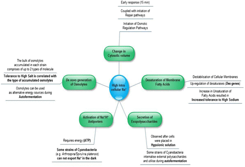Fig. 2. Physiological adaptations of cyanobacteria to ionic stress caused by Na+. The mechanisms described above give a brief overview of early responses, as well as long-term adaptations to high salinity.