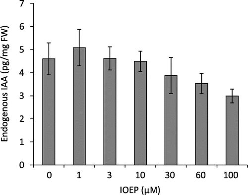 Fig. 2. Effect of IOEP on endogenous IAA Levels in Arabidopsis seedlings.Note: WT seeds were sterilized and grown on half-strength MS agar medium for 6 d. The seedlings were transferred to half-strength MS liquid medium containing 1% sucrose, pH 5.8, cultured for 1 d, and then treated with IOEP for 3 h. Endogenous IAA levels were analyzed as previously described.Citation8) Data represent means ± SE (n = 3).