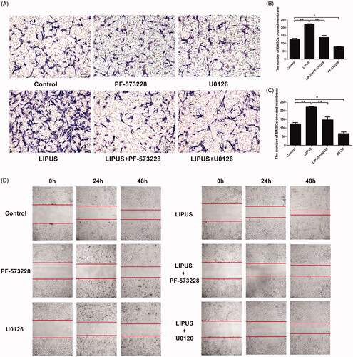 Figure 1. (A) The number of BMSCs passing through the membrane in the LIPUS group was higher than that in the control group by transwell assay. Cells crossed porous membrane was counted using optical microscope (100×) at 24 h after LIPUS treatment in the presence or absence of PF-573228 (B) and U0126 (C). *p < .05 and **p < .01. Scale bar = 50 μm. (D) The scratches of wound healing assay were observed under inverted phase contrast microscope (×40). LIPUS significantly reduces the unhealed area of the scratch, which was affected by the PF-573228 and U0126. The area of non-healing area was between red lines.