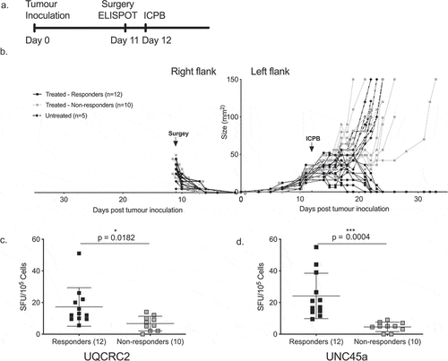 Figure 5. Strong dLN neo-antigen responses to UNC45a predict combination ICPB outcomes