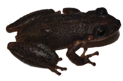 Figure 1. Adult male of Scinax montivagus in life (AAG-UFU 5624; SVL 26.56 mm); Rio de Contas, state of Bahia, northeastern Brazil.