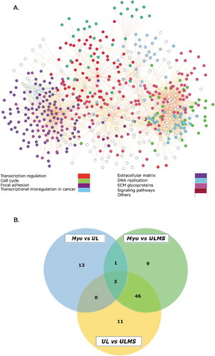 Figure 3. GO-Annotation analysis and shared pathways in UL, Myo, and ULMS. (A)Gene interaction network of shared pathways in Myo, UL, and ULMS, colored ciricles represent the group biological process involved by the DEGs. (B) Venn illustration generated using venny tool Venny (http://bioinfogp.cnb.csic.es/tools/venny/index.html) demonstrating the shared and uniquely enriched pathways in ‘Myo vs. ULMS’, ‘Myo vs. UL’, and ‘UL vs. ULMS’