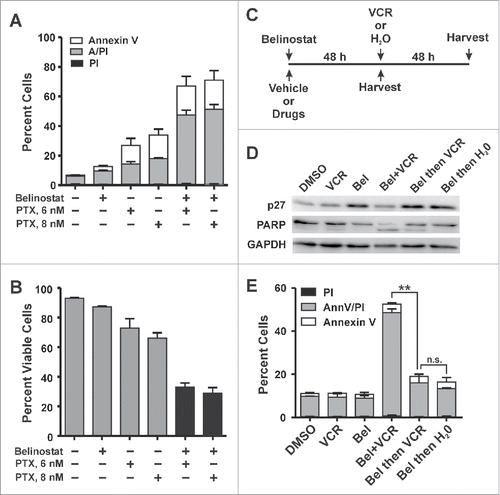 Figure 5. Mitotic arrest is essential for HDACi-induced cytotoxicity in DLBCL cell lines. (A,B) Co-treatment with paclitaxel and belinostat causes enhanced cytotoxicity in HDACi-resistant DLBCL cell lines. SUDHL4 or SUDHL8 cells treated with DMSO, belinostat, paclitaxel (PTX), or the combination for 48 h. Cells were subjected to the Annexin V/PtdIns uptake assay. (A) The number of cells staining positive for PI, Annexin V, or both is shown graphically for 3–4 independent replicates. (B) The number of viable cells (negative staining for PI and/or Annexin V) from 3–4 independent replicates is shown graphically. Error bars represent SEM. (C-E) Enhanced cytotoxicity induced by the combination of belinostat and vincristine is dependent on cell cycle progression. C.) Experimental design. SUDHL4 cells were treated with vehicle (DMSO) or with belinostat (Bel) and vincristine (VCR) either alone or in combination for 48 h prior to harvest as shown below the timeline. Alternatively cells were treated with belinostat (Bel) for 48 h followed by the addition of vincristine (VCR) or water for an additional 48 h as shown above the timeline. D) Lysates from cells treated as described in (C) were subjected to Western blotting for PARP cleavage and p27, which is a marker of belinostat-induced G1 arrest. E) Annexin V/ Propidium iodide uptake assays were used to examine the induction of cell death by the various treatments described in (C). The graph is a summary of at least 3 independent experiments. Error bars represent SEM. Statistical analysis was carried out using the paired t test comparing the total population of dead and dying cells (PtdIns plus Annexin V plus AnnV/PI) between conditions. ** - p ≤ 0.01, *** - p ≤ 0.001.