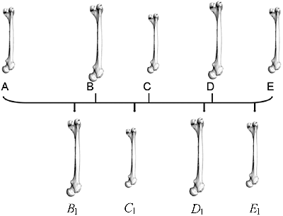 Figure 7. Generating consistent mesh: all the other femur models were remeshed to have the same topology as template A.