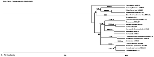 Figure 1b. Phylogenetic relationship of 20 bacterial isolates based on restriction endonuclease AluI fingerprints.