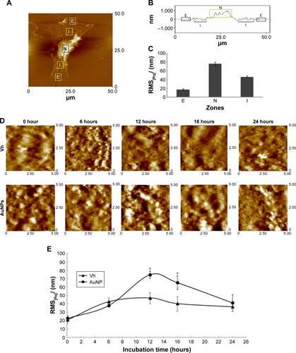 Figure 5 Effect of AuNPs on surface roughness of MCF-7 plasma membrane.Notes: Topographic analysis of plasma membrane roughness of MCF-7 cells, analyzed by AFM, in three different regions: E, N, and I. (A) Scale micrograph 50×50 µm (z=0–2,000 nm) of the complete cell. (B) Schema of the sampling points. (C) The surface roughness RMS[Rq] values for each region presented in (B). (D) Changes in plasma membrane roughness as a function of incubation time (0 hours, 6 hours, 12 hours, 16 hours, and 24 hours) with 80 µg/mL AuNP and Vh observed in the series of high-resolution AFM images, where brighter regions correspond with higher cell areas. (E) Plot of changes in plasma membrane roughness of cells as a function of incubation time with AuNPs or Vh. All experiments were carried out in three different regions of a cell and in nine different cells per treatment. The height was calculated from RMS[Rq] values. Data are presented as mean and standard deviation of three independent experiments. *P≤0.05 vs Vh. The z is 0–619.2 nm for all images.Abbreviations: AFM, atomic force microscopy; AuNPs, gold nanoparticles; E, edge; I, intermediate; N, nucleus; RMS[Rq], measuring surface roughness [root mean square]; Vh, vehicle.