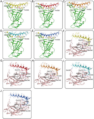Figure 3. (A–E) Probable binding models of RNs 1–5 with S-RBD. Residues in S-RBD were presented as sticks with carbon atoms colour-coded by green, nitrogen atoms colour-coded by blue, and oxygen atoms colour-coded by red. (F-J) Probable binding models of RNs 1–5 with NRP1-BD. Residues in NRP1-BD were presented as sticks with carbon atoms colour-coded by light pink, nitrogen atoms colour-coded by blue, and oxygen atoms colour-coded by red. The RNs 1–5 were presented as sticks with nitrogen atoms colour-coded by blue, oxygen atoms colour-coded by red, and carbon atoms colour-coded by yellow, red, orange, cyan, and dark blue, respectively. The hydrogen-bond interactions were presented by purple dotted lines.