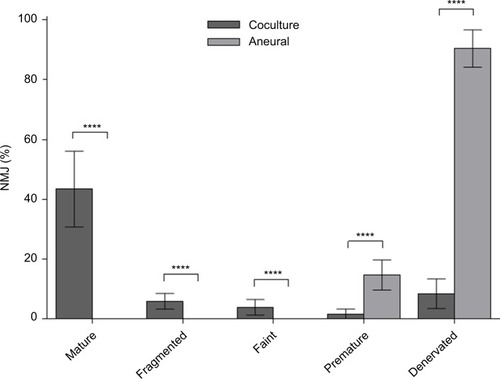 Figure 3 Percentage of various neuromuscular junction (NMJ) morphologies at day 14.