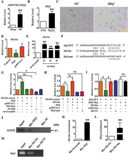 Figure 4. LncRNA 2810403D21Rik/Mirf regulates the expression and activity of Mir26a. (A) Upregulation of 2810403D21Rik/Mirf in MI mice. n = 6. **p < 0.01 vs. Sham. (B) Upregulation of 2810403D21Rik/Mirf in NMCMs after treatment with 200 μmol/L H2O2 for 12 h. n = 6. **p < 0.01 vs. Control. (C) In situ hybridization showed the location of 2810403D21Rik/Mirf in NMCMs. (D) Overexpression of 2810403D21Rik/Mirf downregulated Mir26a. n = 6. *p < 0.05 vs. Control. pcDNA3.1, negative control. (E) Silencing of 2810403D21Rik/Mirf by the specific shRNA upregulated Mir26a. The black bar indicates three different shRNA sequences against 2810403D21Rik/Mirf. n = 6. **p < 0.01 vs. sh-Scramble. sh-Scramble, negative control of sh-2810403D21Rik/Mirf. (F) 2810403D21Rik/Mirf contained a sequence domain complementary to the seed motif of Mir26a. (G and H) 2810403D21Rik/Mirf binds to Mir26a and regulates its activity in NMCMs. n = 6. *p < 0.05, **p < 0.01. (I) Luciferase reporter activities of chimeric vectors carrying luciferase gene and a fragment of 2810403D21Rik/Mirf RNA containing WT binding site or mutant binding site for Mir26a were detected in HEK293 cell line. n = 6. *p < 0.05. pcDNA3.1, negative control of 2810403D21Rik/Mirf. sh-Scramble, negative control of sh-2810403D21Rik/Mirf. MirNC, negative control of Mir26a. (J) RNA affinity isolation in NMCMs using biotin-labeled 2810403D21Rik/Mirf probes. Western blot was used to detected enrichments of AGO2. n = 3. (K) Mir26a was pulled down by 2810403D21Rik/Mirf probe, and the expression of Mir26a was analyzed by qRT-PCR. Cardiomyocytes were transfected with biotinylated Mir26a and then harvested for biotin-based affinity-isolation assay. n = 6. **p < 0.01. Scramble, negative control of 2810403D21Rik/Mirf. (L) 2810403D21Rik/Mirf was pulled down by Mir26a as analyzed by real-time RT-PCR. n = 6. **p < 0.01. MirNC, negative control of Mir26a. (M) The product of real-time RT-PCR was identified by agarose gel electrophoresis. MirNC, negative control of Mir26a.