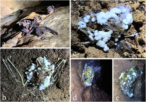 Figure 1. Rhinolophus affinis (horseshoe bats), and associated carcasses found in a cave outside Kunming City, Yunnan Province, China. a live bats roosting in the cave. b–e bat carcasses with white, green and yellow fungi mycelia.