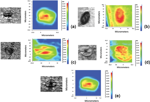 Figure 2. The image on left is the optical image of the cross-section (oval dark area) and on the right chemical imaging from FT-IR microspectroscopy of (a) overbleached hair sample, (b) virgin hair, (c) hair sample dried with a microfiber towel, (d) hair sample dried with blow-drier and (e) hair sample dried with a cotton towel.