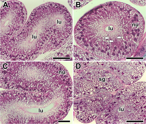 Figure 2. Photo micrographs of the major ampullate silk glands stained with Hematoxylin and Eosin at the intermolt stage of the spider A. cavaticus. A, B: Glandular epithelium is composed of columnar epithelial cells and filled with numerous secretory granules (arrows). C, D: Surface of the epithelium highly protrudes toward the lumen (lu). Secretory granules (sg) are accumulated at apical region of the cells. nu: nucleus. Scale bars indicate 10 µm (A, C) and 5 µm (B, D), respectively.