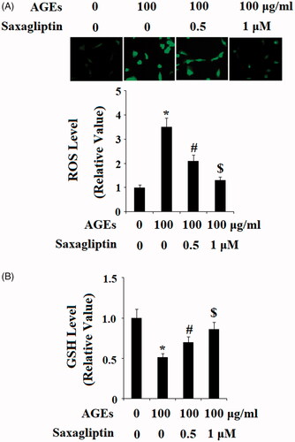 Figure 5. Saxagliptin inhibited oxidative stress. Primary human chondrocytes were treated with 100 μg/ml AGEs in the presence or absence of 0.5 and 1 μM saxagliptin for 24 h. (A) Reactive oxygen species (ROS) was determined by DCFH-DA; (B) GSH level (*, #, $, p < .01 vs. previous column group).