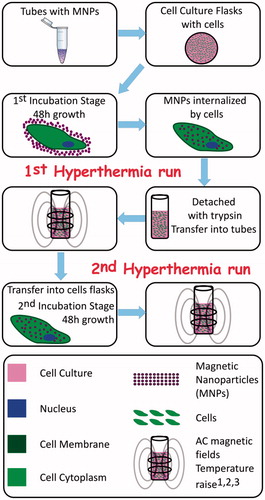 Figure 1. Schematics of the experimental sequences followed for the in vitro manipulation of a cell line culture with versatile magnetic particle hyperthermia protocols. Indexes denote in vitro assays performed at each stage: 1: Detached with trypsin, 2: Cytotoxicity with Trypan Blue, 3: Caspase 3/7 activity.