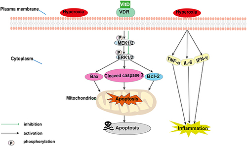 Figure 6 Vitamin D (VitD) modulates the mitochondrial apoptosis pathway and the MEK1/2-ERK1/2 pathway in bronchopulmonary dysplasia. Hyperoxia induces MEK1/2 and ERK1/2 phosphorylation and releases pro-inflammatory cytokines. Subsequently, the expression of mitochondrial apoptosis-related proteins (cleaved caspase-3, Bax, and Bcl-2) are altered. VitD pretreatment reversed these hyperoxia-induced alterations, inhibiting inflammation and apoptosis.