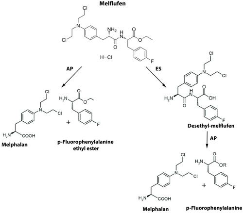 Figure 1 Chemical structure and metabolism of melflufen (melphalan flufenamide) hydrochloride, a dipeptide prodrug of melphalan. Melflufen is metabolized into melphalan and p-Fluorophenylalanine by aminopeptidases (AP) inside myeloma cells. Melflufen utilizes not only intracellular aminopeptidases (AP) but also esterases (ES) to release a melphalan cytotoxic payload in neoplastic myeloma cells.