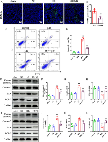 Figure 3 Nepetoidin B alleviates I/R-induced apoptosis in vivo and in vitro. (A) TUNEL staining (green fluorescence indicates TUNEL positives cells) and (B) statistical analysis of the mouse liver tissue (n = 6/group). (C and D) Apoptosis was determined using flow cytometry (n = 6/group). (E) Detection of apoptotic proteins and (F–H) statistical analysis of the mouse liver tissue (n = 6/group). (I) Detection of apoptotic proteins and (J–L) statistical analysis of the AML12 cells (n = 6/group). **P < 0.01 vs sham or control group; ##P < 0.01 vs I/R or H/R group.