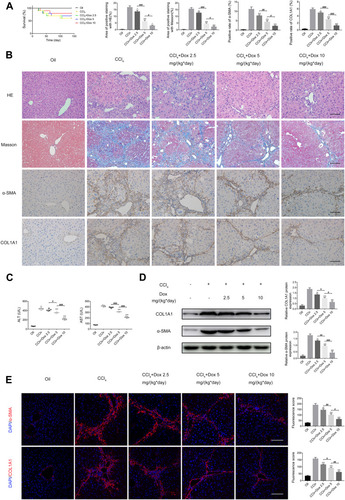 Figure 3 Doxazosin decreases liver fibrosis in mice. (A) Cumulative survival rates of mice as determined by Kaplan-Meier analysis. (B) HE, Masson, and immunohistochemical staining of α-SMA and COL1A1 in liver tissues. Scale bar, 100 μm. (C) The levels of alanine aminotransferase (ALT) and aspartate aminotransferase (AST) in the different treatment groups were measured. (D) The α-SMA and COL1A1 protein expression levels in liver tissues were determined by immunoblotting. (E) Immunofluorescence staining of α-SMA and COL1A1 in mice of the five groups. Scale bar, 100 μm.