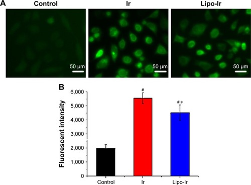 Figure 5 Analysis of the ROS level in A549 cells (n=3).Notes: (A) ROS generation in the cells exposed to Ir (3 μM) and Lipo-Ir (μM Ir-equivalent) for 24 h; results are representative of 30 randomly captured images (the magnification for the figure is 200×). (B) Quantitative analysis of the DCF fluorescent intensity in A549 cells. Results are presented as mean ± SD. *P<0.05 versus Ir; #P<0.05 versus the blank control.Abbreviations: DCF, dichlorofluorescein; Ir, iridium; Lipo-Ir, Ir-loaded PEGylated liposomes; PEG, polyethylene glycol; ROS, reactive oxygen species.