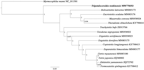Figure 1. Phylogenetic tree obtained from BI analysis based on 13 concatenated mitochondrial PCGs. Values at nodes indicate BI posterior probabilities (PP).