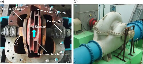 Figure 8. Geometric structures of the centrifugal pump (Wang et al., Citation2021b). (a) Double-suction impeller. (b) Double-suction pump.