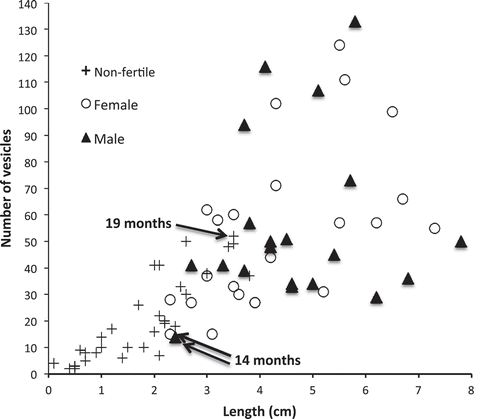 Fig. 5. The number of vesicles and lengths of non-fertile, fertile female and fertile male germlings (total of 78 plants) sampled in September 2008. The age of the plants shown was calculated from the vesicle number of each, assuming it took 5–8 months to reach 3 vesicles, and using the mean relative growth rate in vesicle number of 0.00886 vesicles day-1 observed in situ.