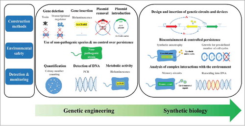 Figure 1. Current status and future prospects of research for field-use surrogates. Current surrogate construction primarily depends on simple deletion (removal) and insertion, while design and insertion of genetic circuits and devices in synthetic biology would potentially expand utility of surrogates in the future. Concerns regarding environmental release of genetically engineered microorganisms can be overcome by biocontainment strategies of synthetic biology, whereas current surrogate research has solely relied on natural decay of non-pathogenic microorganisms after release. In the coming years, synthetic biology would enable analysis of more complex interactions between the surrogates and environment beyond those currently studied through rather simple analyses, such as counting the number of colonies, PCR-based DNA detection, and measuring bioluminescence.