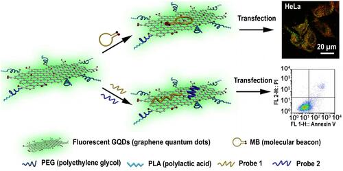 Figure 10 Schematic presentation of the functionalization of QDs by poly(l-lactide)-PEG and their application for cell imaging.