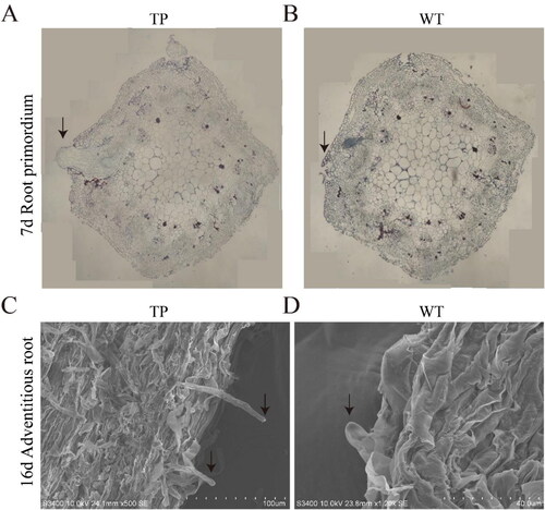 Figure 2. Paraffin sections and electron microscopy of ARs from TP and WT L. japonicus. (A,B) Radical paraffin sections at 7 DAH of TP (A) and WT (B); the arrow points to the root primordium; (C,D) Electron micrograph at 16 DAH of TP (C) and WT (D); the arrow points to the indefinite root.