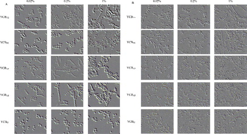 Figure 2. Cell morphology of T. cutaneum B3 cultivated on YCB-based medium with 0.02%, 0.2% and 2% of the different of nitrogen sources. (A) Cultivation on non-buffered YCB-based medium and (B) cultivation on citrate-buffered YCB-based medium (pH 6.0). The cells were photographed at 1000× magnifications after 72 h growth on the medium and the inoculum was 100% yeast-like cells. YCBYE, YCB-based medium plus yeast extract; YCBPE, YCB-based medium plus peptone; YCBAP, YCB-based medium plus (NH4)2HPO4; YCBAS, YCB-based medium plus (NH4)2SO4; YCBU, YCB-based medium plus urea.