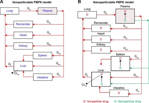 Figure 1 (A) The nonparticulate physiologically based pharmacokinetic (PBPK) model used in this study. The whole-body PBPK model consists of the heart (ht), liver (li), spleen (sp), lung (lu), kidney (kd), intestine (in), and remaining tissues (rm). (B) The nanoparticulate PBPK model in this study. The model is constructed based on the nonparticulate PBPK model (A). It additionally incorporated a species of the nanoparticulate drug in the plasma, liver, and spleen compartments. The nonparticulate drug is released from the nanoparticulate form following the first-order rate constant (Krel). Uptake of nanoparticles into the liver and spleen are represented by the apparent clearance, Upli and Upsp, respectively. Qha represents the blood flow of the hepatic artery.Abbreviations: CLH, hepatic clearance; Q, plasma flow.