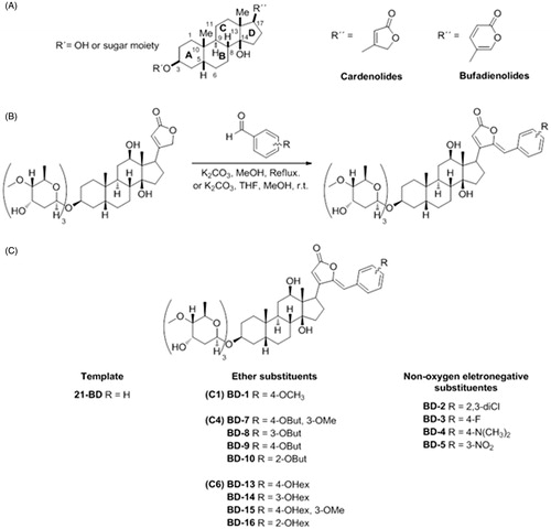 Figure 1. General scheme of the cardiotonic steroid structure (A), general procedure for the synthesis of digoxin derivatives (B), and group and subgroup split of derivatives according to their structure (C).