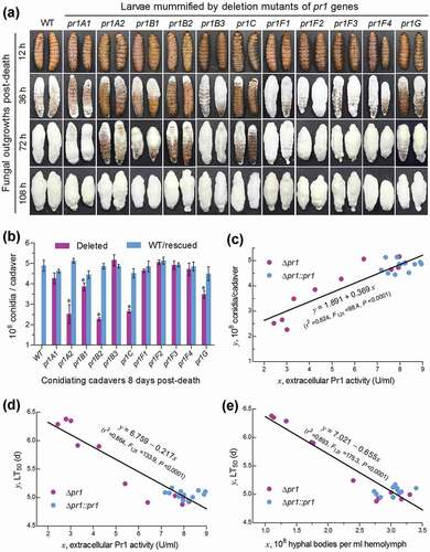 Figure 6. Impacts of each pr1 deletion on the hyphal growth and conidiation of B. bassiana in mummified insects. (a) Images of fungal outgrowth rates on G. mellonella cadavers mummified by Δpr1 mutants and their control strains. (b) Conidial yields measured from the surfaces of cadavers 8 days post-death. The asterisked Δpr1 means differ significantly from those of the corresponding control strains unmarked (Tukey’s HSD, P < 0.05). Error bars: SD from three replicates (three cadavers per replicate). (c–d) Linear correlations of paired phenotypic parameters indicating a significant dependence of either cadaver conidiation level or cuticle infection-caused LT50 on extracellular Pr1 activity and of the LT50 on the concentration (development) of intrahaemocoel hyphal bodies among all Δpr1 mutants and control strains