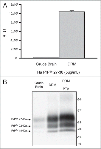 Figure 2 Enrichment of prions in detergent resistant membrane fractions (DRM). Increased detection of PrP 27–30 in DRM fraction (>40-fold) relative to crude brain homogenate by direct ELISA (A). Protein normalization by BCA (5 µg/mL); RLU = relative light units; quantitation of three independent samples (Mean ± SE M; p =<0.001). Western blot comparison of detectable PrP 27–30 in crude hamster brain homogenates, DRM and phosphotungstic acid (PTA) precipitated DRM proteins (B). Progressive increase in detection of three PrPSc glycoforms in DRM fractions and PTA precipitated DRM fractions compared to crude brain homogenates. Protein normalization by BCA prior to PK-treatment and PTA precipitation.