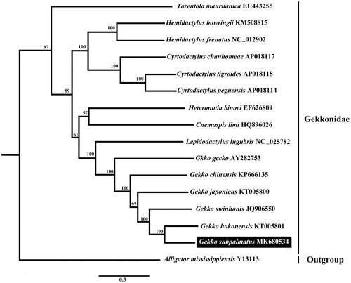 Figure 1. Maximum-likelihood (ML) phylogenetic tree of family Gekkonidae based on 13 protein-coding genes. The numbers at each node indicate the ML bootstrap support values. The GenBank accession numbers are listed following species names.