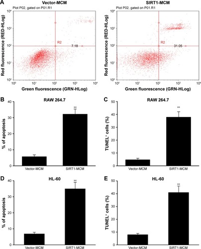 Figure 3 SIRT1 promoted HCC cell death.Notes: HepG2 cells received a supplement of conditioned medium from RAW 264.7 macrophages (MCM), which were transfected with SIRT1 or vector. (A, B) SIRT1 promoted cell death as demonstrated by FC. (C) SIRT1 promoted cell death as demonstrated by TUNEL assays. HepG2 cells received a supplement of conditioned medium from HL-60 macrophages (MCM), which were transfected with SIRT1 or vector. (D, E) Cell death as demonstrated by FC (D) and TUNEL assays (E). Results are displayed as mean ± SEM. **P<0.01 vs vector-MCM group.Abbreviations: HCC, hepatocellular carcinoma; FC, flow cytometry; MCM, macrophage-conditioned medium; SEM, standard error of mean.