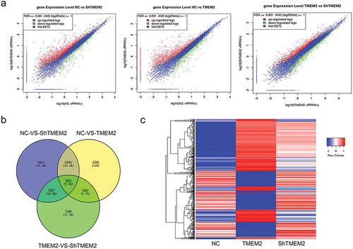 Figure 1. Genes differentially expressed following TMEM2 overexpression and silencing in HepG2 cells. (a) Differential gene expression between NC and TMEM2 groups, NC and ShTMEM2 groups, and TMEM2 and ShTMEM2 groups are shown as volcano plots. (b) Overlapping of differentially expressed genes between the NC, TMEM2, and ShTMEM2 groups, presented as Venn diagrams. (c) Expression pattern cluster analysis of genes that were differentially induced by TMEM2 overexpression and silencing in HepG2 cells. Gene expression patterns are presented in a heatmap. NC, normal control; TMEM2, transmembrane 2; ShTMEM2, TMEM2 shRNA.