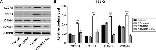 Figure S3 Ethacrynic acid (EA) inhibited CTNNB1 overexpression-induced upregulation of CXCR4, CCL18, ICAM-1 and VCAM-1 in 786-O cells. Pretreatment of 786-O cells with wnt-signaling inhibitor EA (100 μM) prior to pLKO.1-EGFP-CTNNB1 vector (CTNNB1) infection, and the expressions of CXCR4, CCL18, ICAM-1, and VCAM-1 were measured by Western blot (A) and (B), as described in “Materials and methods.” Representative pictures of three independent studies are shown. Data are presented as mean ± SD. ***P<0.001 compared with control groups. #P<0.001 compared with CTNNB1 overexpression groups.Abbreviations: SD, standard deviation; NC, negative control.