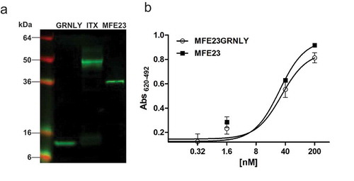 Figure 2. Characterization of purified MFE23-GRNLY immunotoxin. (a) Western blot of GRNLY, MFE23 and MFE23-GRNLY using an anti-His antibody. (b) Titration curves comparing the functionality of purified MFE23-GRNLY and MFE23 by ELISA against plastic immobilized CEA.