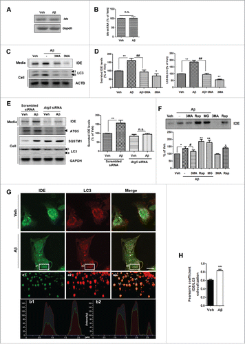 Figure 2. Aβ-induced IDE secretion from primary astrocytes is associated with the autophagy-mediated unconventional secretion pathway. (A) RT-PCR analysis of Ide mRNA levels under Aβ treatment conditions. (B) Quantification of Ide mRNA levels by qPCR. (C) Increased LC3-II levels in astrocytes by Aβ treatment demonstrate the role of autophagy in Aβ-induced IDE secretion; 3-MA (1 mM) was administered to vehicle- or Aβ-treated cells. (D) Quantitative analysis of Fig. 2C (N = 4 experiments). (E) Western blot analysis of IDE levels in the media from Atg5 knockdown primary astrocytes. Representative images are shown, and data are represented as mean ± SEM from 4 independent experiments (N = 4 experiments). (F) Western blot analysis of secreted IDE levels from astrocytes after the treatment with inhibitors and/or activators in the presence of Aβ (1 µM for 24 h). Rap, rapamycin (2 µM for 6 h); MG, MG132 (5 µM for 6 h). Representative images are shown, and data are represented as mean ± SEM from 3 independent experiments (N = 3 experiments). (G) 3D-SIM reconstruction images of IDE expression in the autophagosomes. The 3D-SIM image was taken in a z-direction with a thickness of 0.150 μm, reconstructed into a 3D volume image. Scale bar represents 10 µm in the image with confocal microscopy. Low panels (a1, a2, and a3) show enlarged images using 3D-SIM. The b1 and b2 panels show lines of fluorescence tracing from images in a3. (H) The Pearson colocalization coefficient for IDE and LC3. The Pearson coefficient was derived from 3 independent experiments with 3 fields per experiment, for a total of 9 fields contributing to the cumulative result. *, P < 0.05; and **, P < 0.01 vs. vehicle-treated cells; #, P < 0.05; and ##, P < 0.01 vs. cells treated with Aβ. n.s. indicates not significant.
