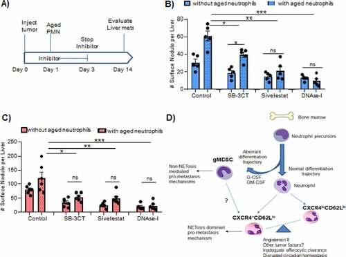 Figure 4. CXCR4hiCD62Llo aged neutrophils promote tumor metastasis via NETs