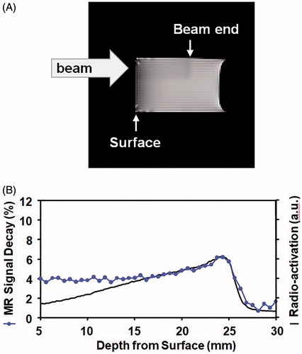 Figure 6. Visualized distribution of oxidative ROS in a gelatin sample. (A) T1-weightedimage of the gelatin sample containing 2 mM TEMPOL and 4 mM GSH irradiated by 200-Gy carbon-ion beams at the surface. Matrix size = 128 × 128, field of view = 80 × 80 mm, slice thickness = 2 mm. The upper half of the surface side was slight darkened due to the reduction of TEMPOL. (B) Profile of percentage decay of MR signal (solid circle with line) in the irradiated part of the sample. The radio-activation profile in the gelatin measured at the same time was overlapped (solid black line). The figure was partly modified from our previous report [Citation52].