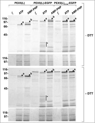 Figure 6. Monoubiquitinated PEX5-EGFP trapped at the DTM in the presence of ATP is only partially protease protected. Radiolabeled PEX5(L), PEX5(L)-EGFP and PEX5(L)C11A-EGFP were subjected to in vitro import assays in the presence of Ub aldehyde and either ATP or AMP-PNP, as indicated. After incubation at 37°C, organelle suspensions were treated with proteinase K. NEM-treated organelles were then isolated, and subjected to SDS-PAGE under reducing (+ DTT) and non-reducing (− DTT) conditions. The autoradiographs (upper panels) and a section of the corresponding Ponceau S-stained membranes (lower panels) are shown. a and b represent DTM-inserted PEX5(L) exposing 2 kDa of its N terminus to the cytosol and DTM-embedded monoubiquitinated PEX5(L), respectively. Citation21 The asterisks mark a set of PEX5(L)-EGFP-derived fragments that are protease resistant. Lanes I1, I2, I3, 5% of the radiolabeled protein used in the assays.