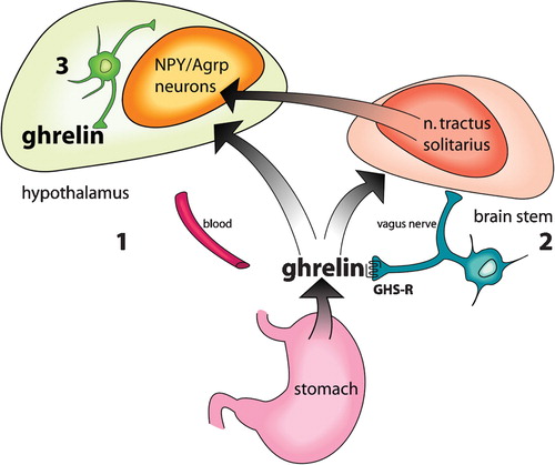 Figure 2. Ghrelin reaches the hypothalamus via three different pathwaysCitation18.