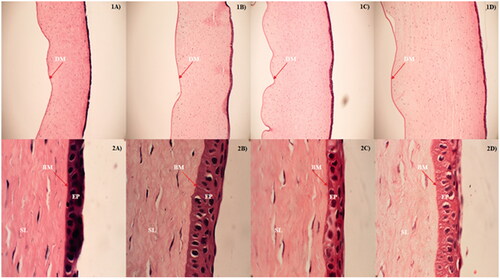 Figure 4. Histology images of rabbit corneas exposed to (A) DPBS, (B) control, (C) natamycin bilosomes (NB 2) and (D) natamycin bilosomes in situ gel (NBG 2) formulations. 1 and 2 indicates the 10 × and 100 × magnifications respectively. EP: epithelial layer; BM: Bowman's membrane; SL: stromal layer; DM: Descemet's membrane.